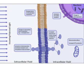 Applicazioni terapeutiche della luce polarizzata: guarigione dei tessuti ed effetti immunomodulatori - Bioptron Doctor's Corner photo