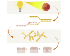 Terapia della luce polarizzata: far luce sul meccanismo alla base dei suoi effetti immunomodulatori - Bioptron Doctor's Corner photo